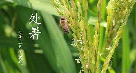 明日处暑，秋凉渐至-91香蕉APP污官方网站下载91香蕉视频黄版下载机